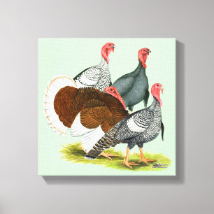 Rare Turkey Quartet Canvas Print