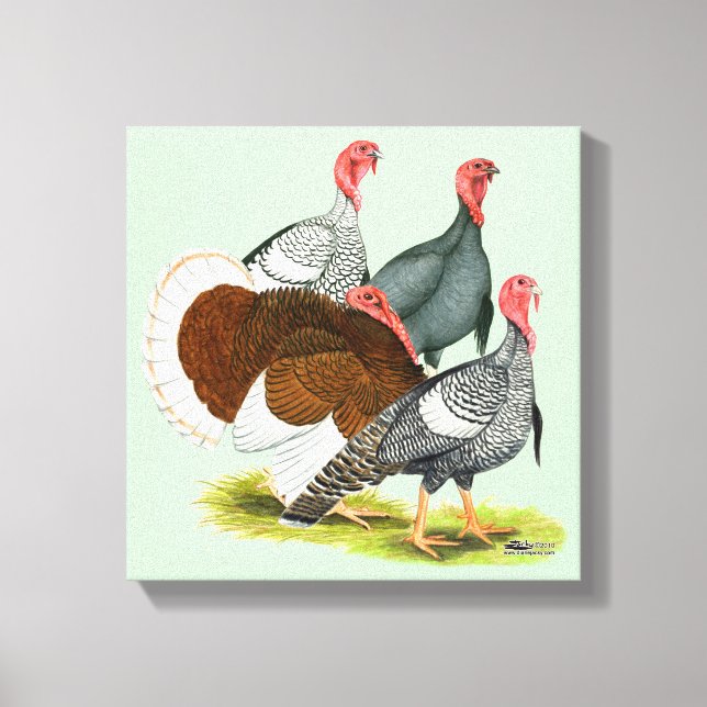 Rare Turkey Quartet Canvas Print (Front)