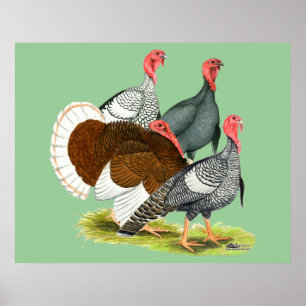 Rare Turkey Quartet Poster
