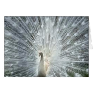 Rare White Indian Blue Peacock