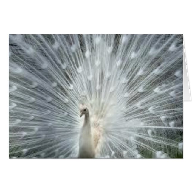 Rare White Indian Blue Peacock (Front Horizontal)