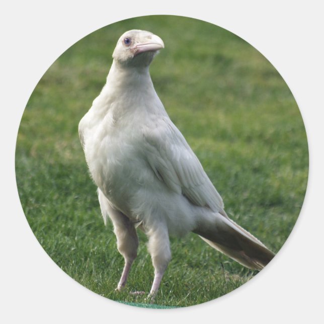 Rare White Raven Gifts Classic Round Sticker (Front)