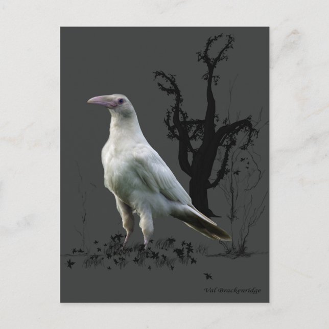"Rare White Raven" Gifts Postcard (Front)