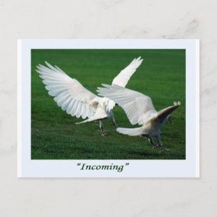 Rare White Raven Gifts Postcard