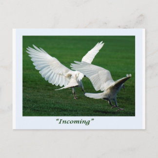 Rare White Raven Gifts Postcard