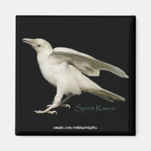 Rare White Raven Photo Spirit Raven II Series Magnet