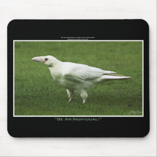 Rare White Raven Wildlife Photograph Mouse Mat