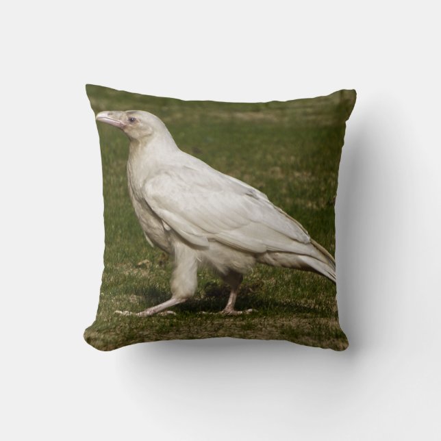 Rare White Raven Wildlife Photography Cushion (Front)