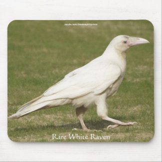 Rare White Raven Wildlife Photography Mouse Mat
