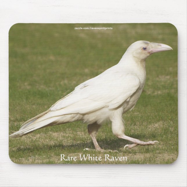 Rare White Raven Wildlife Photography Mouse Mat (Front)