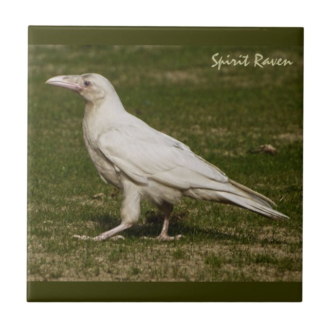 Rare White Raven Wildlife Photography Tile (Front)