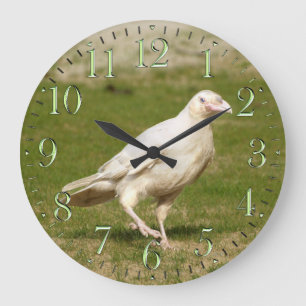 Rare White (Spirit) Raven and Grass Wall Clock