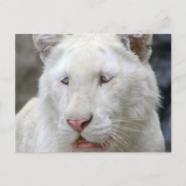Rare White Tiger Postcard (Front)