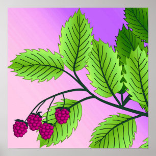 Raspberries on a branch poster