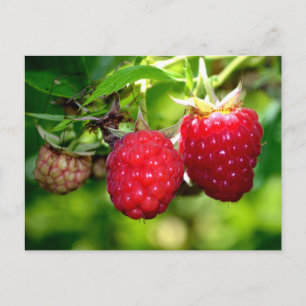 Raspberries red fruit berries postcard