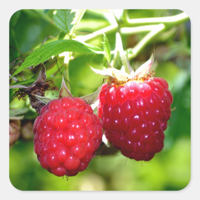 Raspberries Square Sticker (Front)