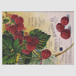 Raspberries Vintage Nursery Catalog Tissue Paper