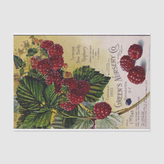 Raspberries Vintage Nursery Catalogue Tissue Paper (Front)