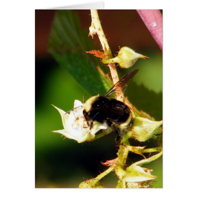 Raspberry Bee (Front)