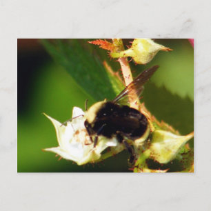 Raspberry Bee Postcard