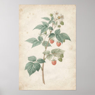 Raspberry Cane Botanical Study on Ivory Poster