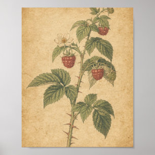 Raspberry Cane with Ripe Berries Botanical Art Poster