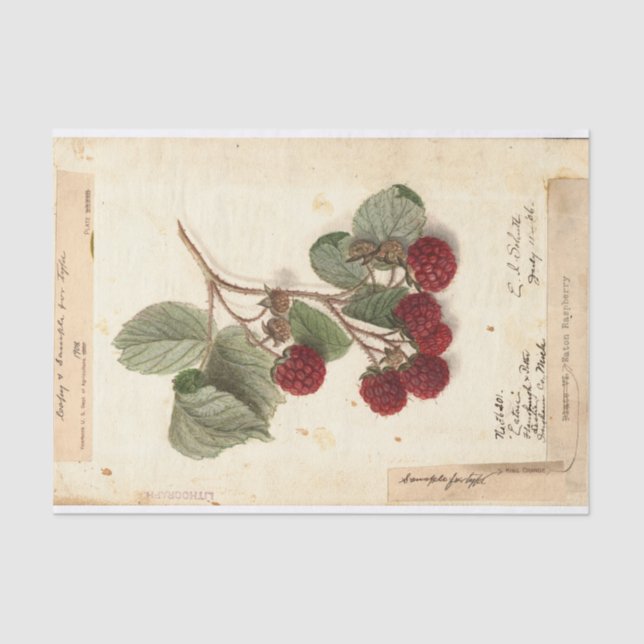 Raspberry Illustration from USDA 1908 Tissue Paper (Front)