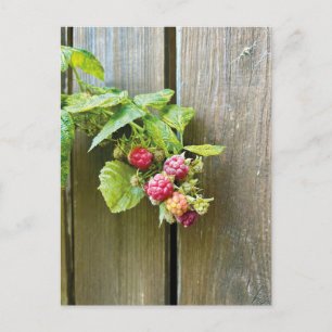 Raspberry Postcard