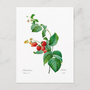 Raspberry Postcard