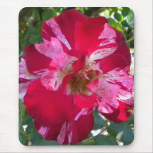 Raspberry Rose Mouse pad