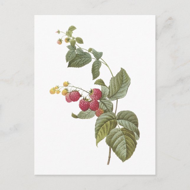 raspberry(Rubus sp.) by Redouté Postcard (Front)