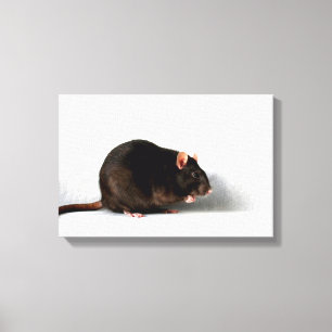 Rat 16.50x11 (41.25x27.5cm) waccna canvas print