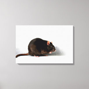 Rat 24x16 (60x40cm) waccna canvas print