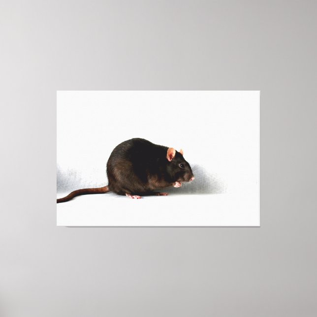 Rat 60x40 (150x100cm) waccna canvas print (Front)