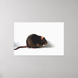 Rat 60x40 (150x100cm) waccnm canvas print