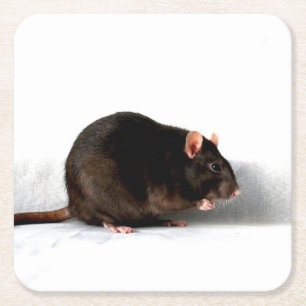 Rat coastercn square paper coaster