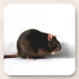 Rat coastercnm coaster
