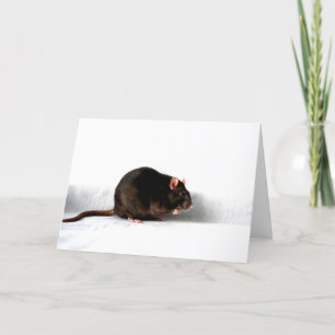Rat gccna card