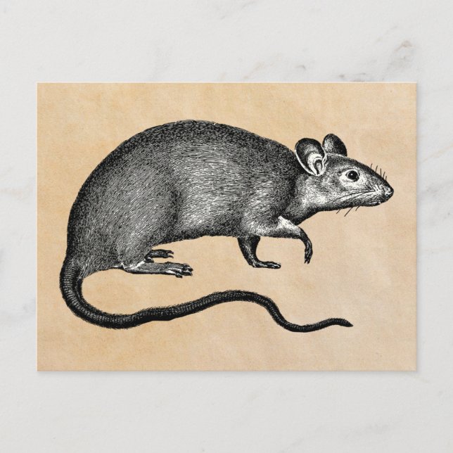 Rat  Halloween Vintage Postcard (Front)