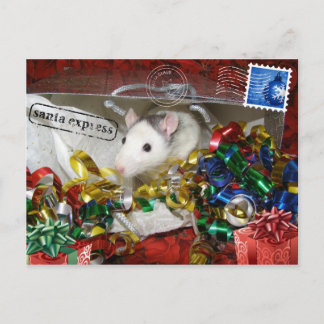 Rat in a bag Postcard