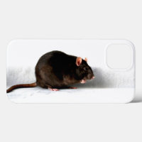 Rat iphcna