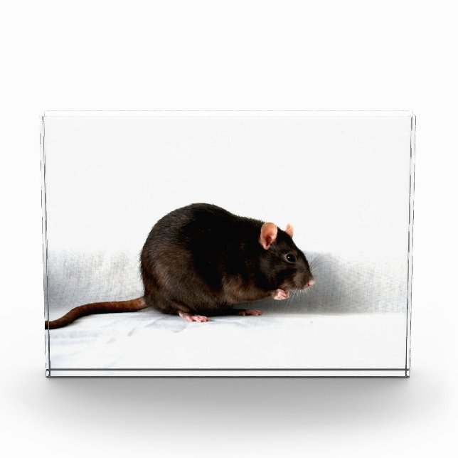 Rat pbcn photo block (Front)