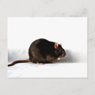 Rat pccna postcard