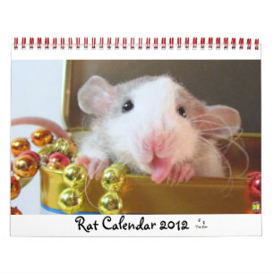 Rat Picture 2012 Calendar