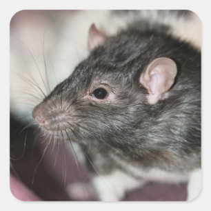 Rat Square Sticker
