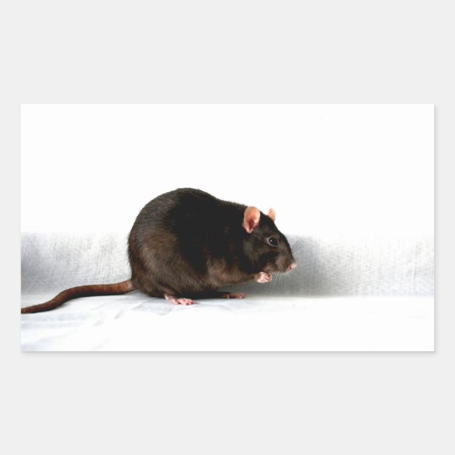 Rat stcnm rectangular sticker (Front)