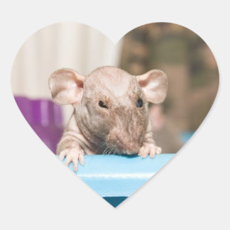 rat sticker