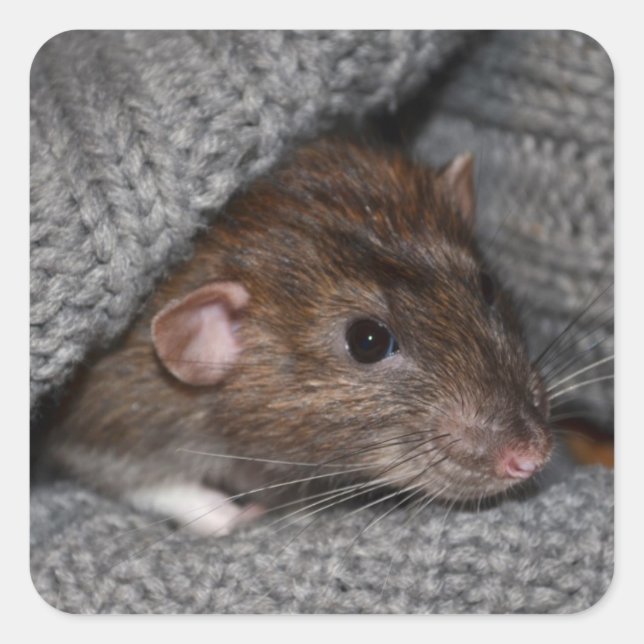 Rat Stickers (Front)