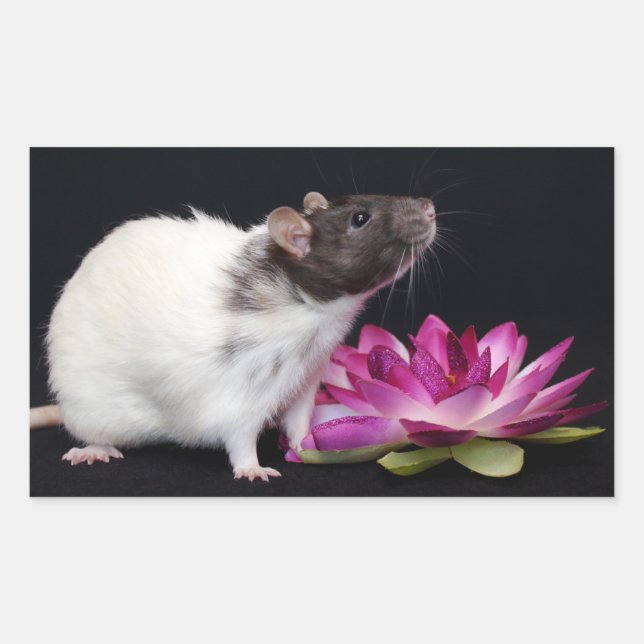 Rat Stickers (Front)