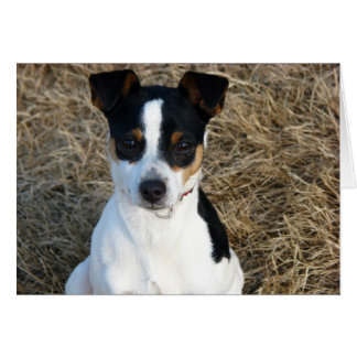 Rat Terrier